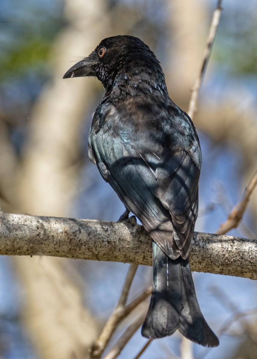 Spangled Drongo - ML621864603