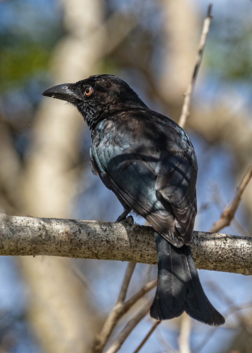 Spangled Drongo - ML621864604