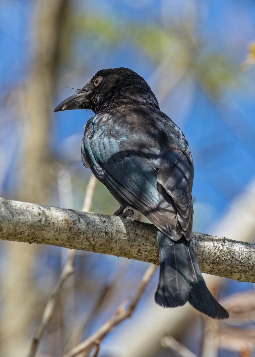 Spangled Drongo - ML621864605