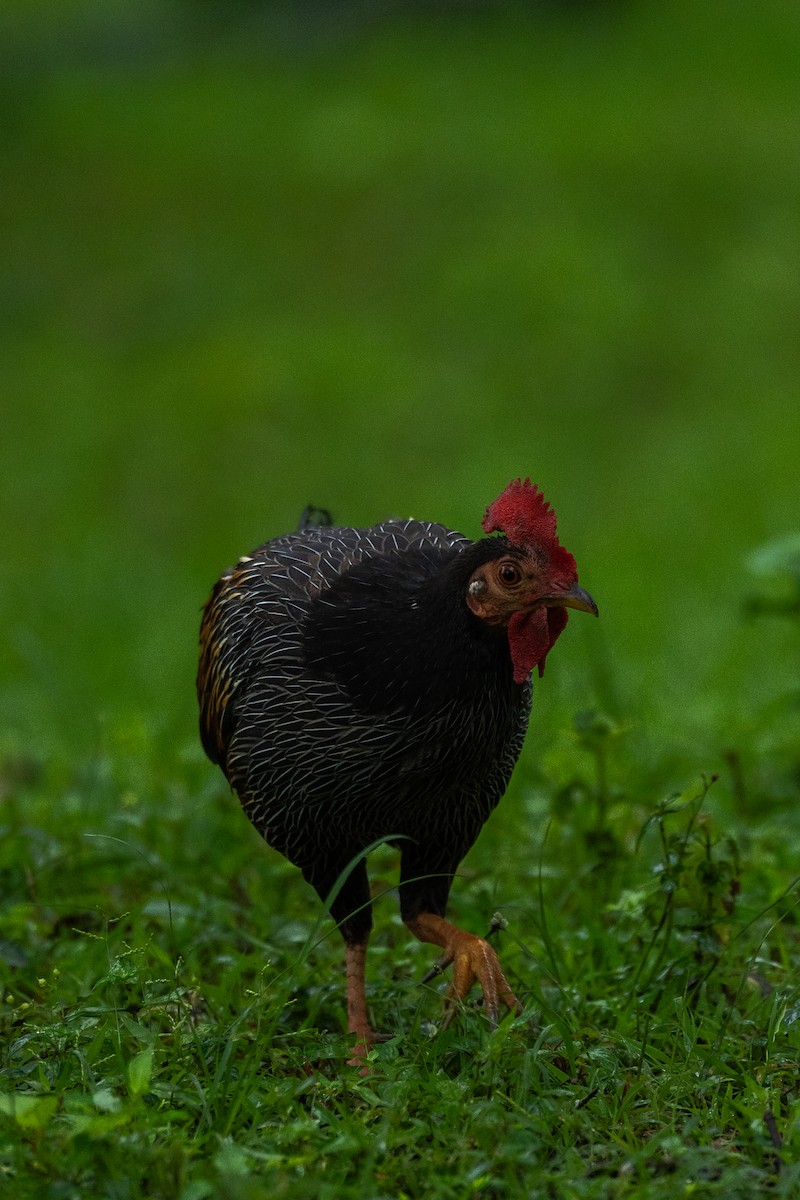 Gray Junglefowl - ML621864612