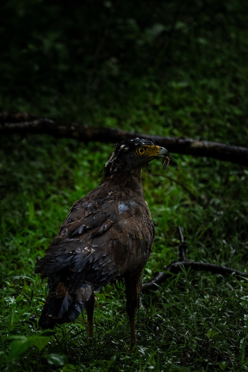 Crested Serpent-Eagle - ML621864616