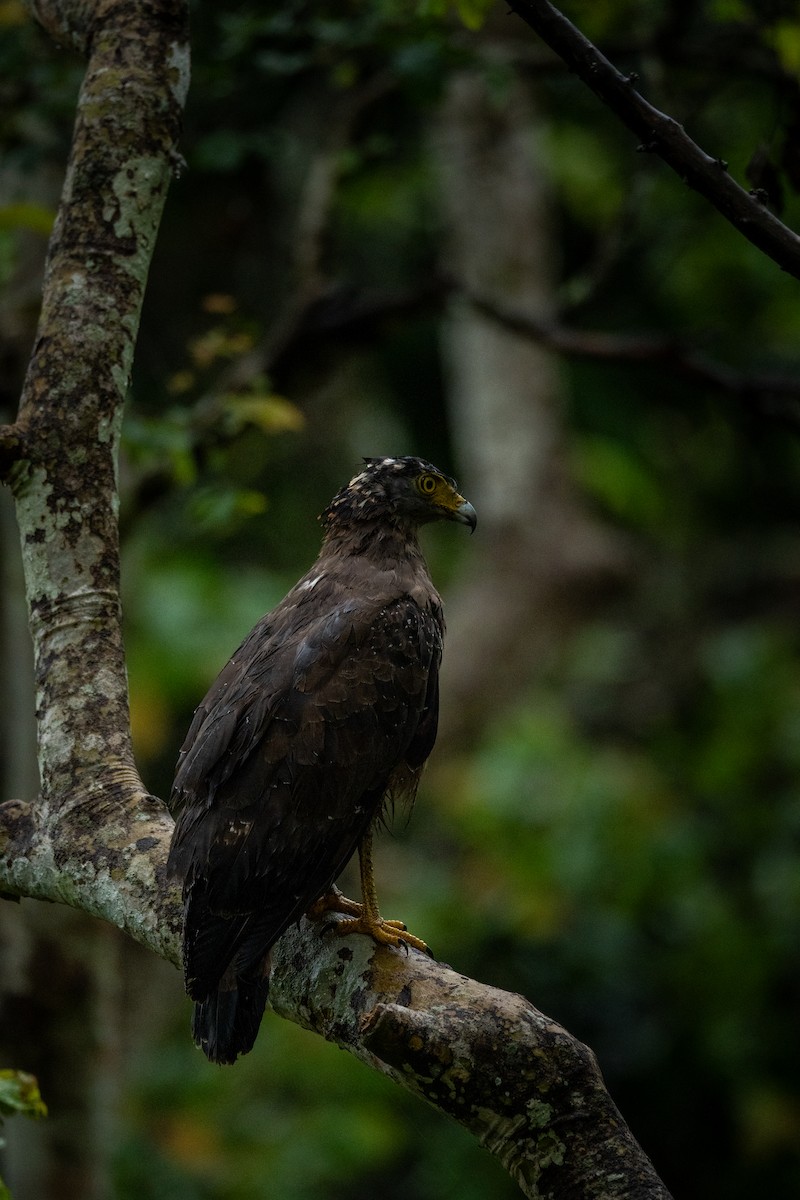 Crested Serpent-Eagle - ML621864617