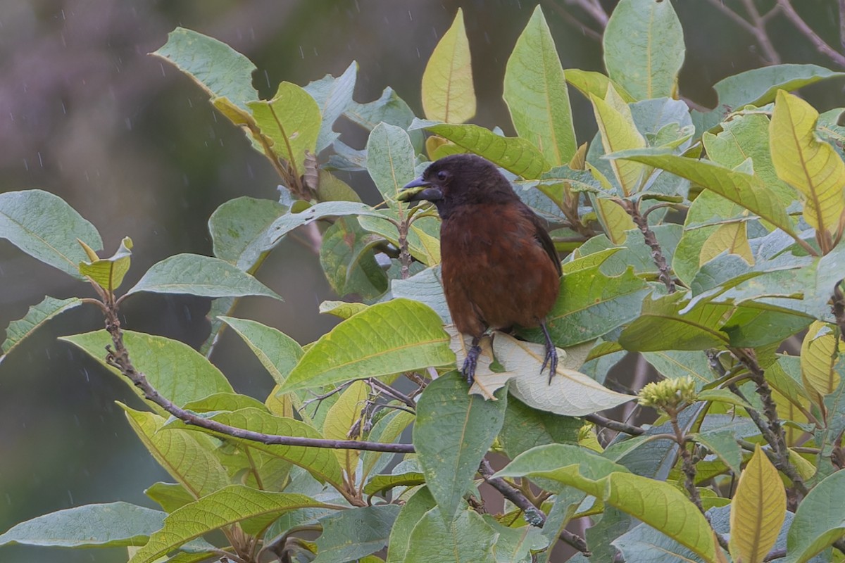 Silver-beaked Tanager - ML621864641