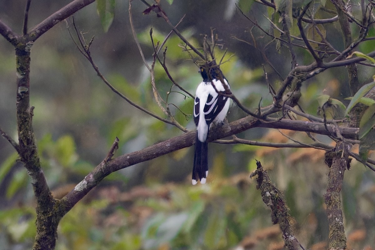 Magpie Tanager - ML621864644