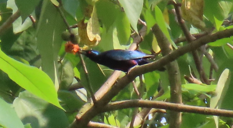 Lesser Blue-eared Starling - ML621864674