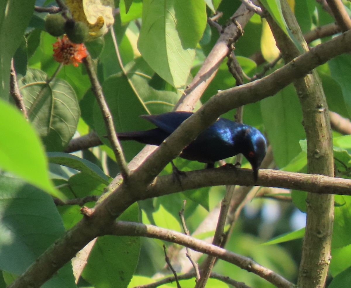 Lesser Blue-eared Starling - ML621864675