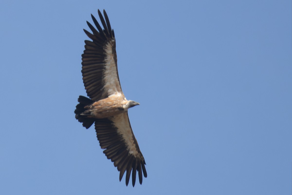 White-backed Vulture - ML621864684