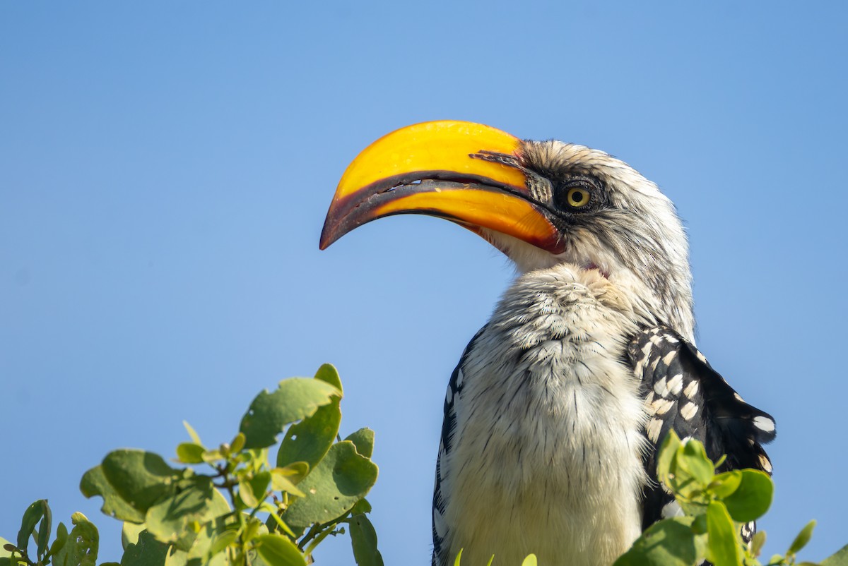 Eastern Yellow-billed Hornbill - ML621864691