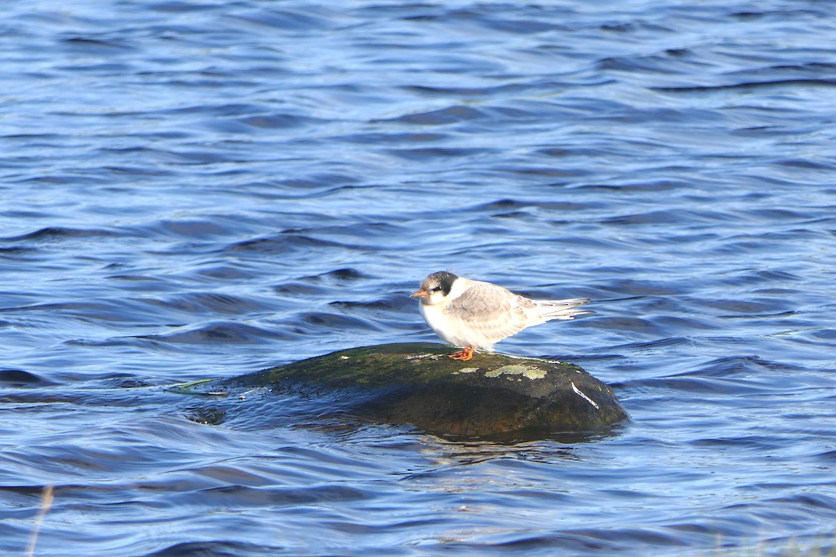 Arctic Tern - ML621864692