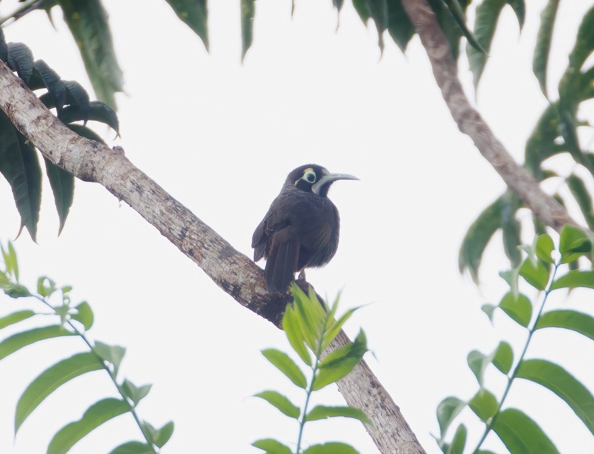 Yellow-browed Melidectes - ML621864695