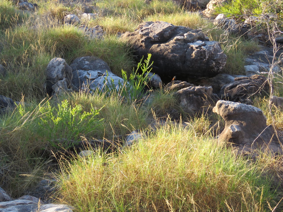 Black Grasswren - ML621864702