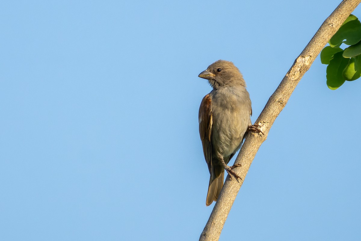 Parrot-billed Sparrow - ML621864705