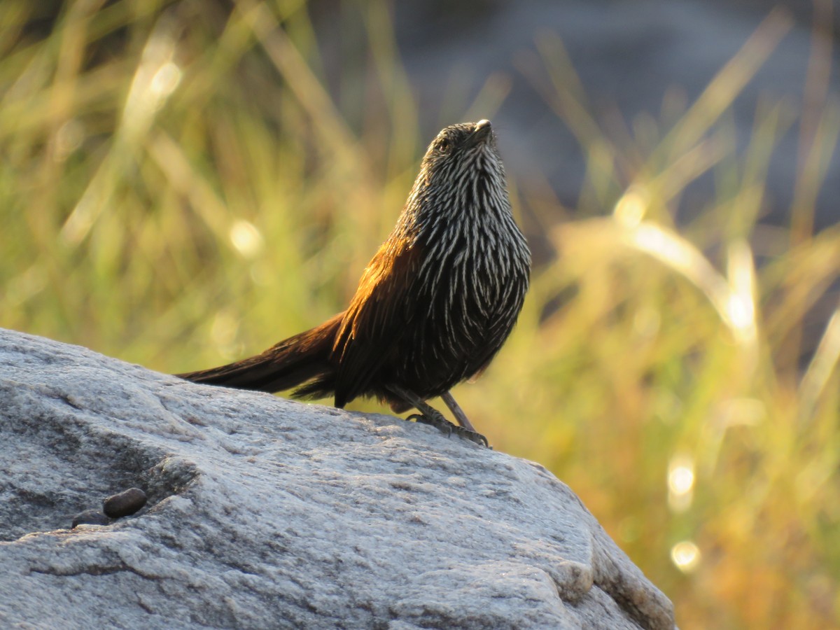 Black Grasswren - ML621864707