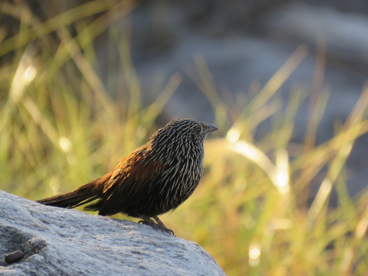 Black Grasswren - ML621864709