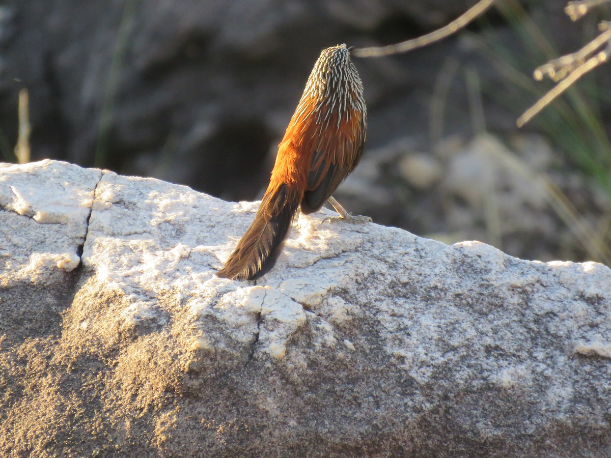 Black Grasswren - ML621864716