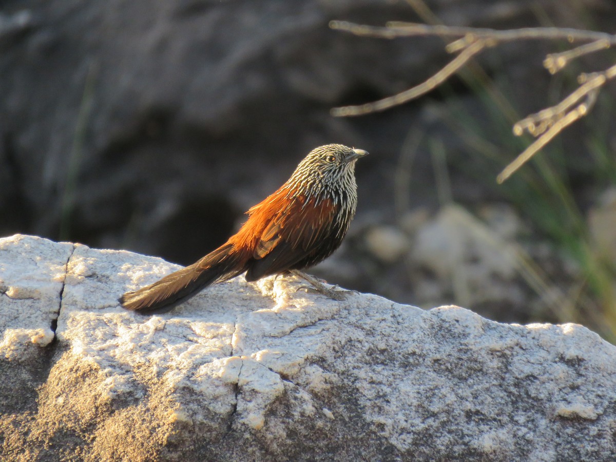 Black Grasswren - ML621864718