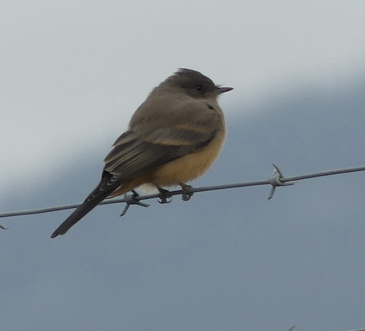 Say's Phoebe - ML621864734