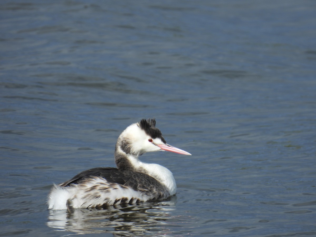 Great Crested Grebe - ML621864753