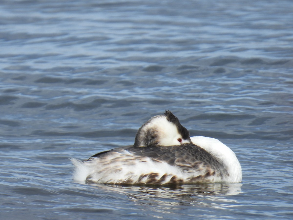 Great Crested Grebe - ML621864754