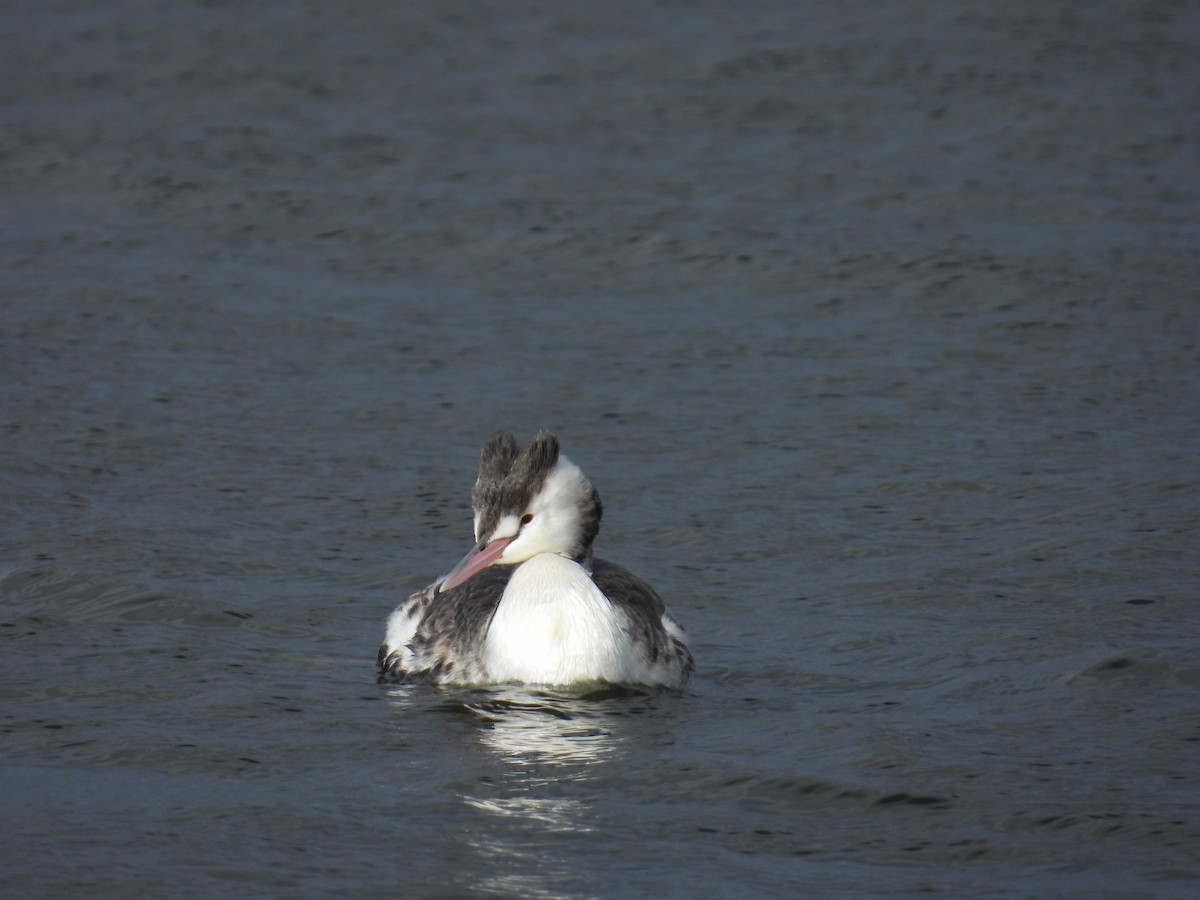 Great Crested Grebe - ML621864755