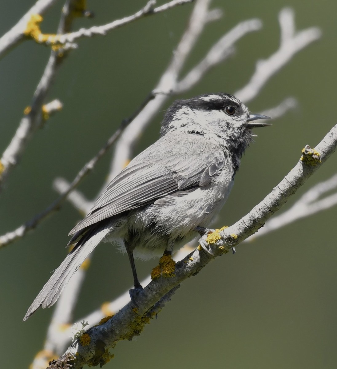 Mountain Chickadee - Mark Tomboulian