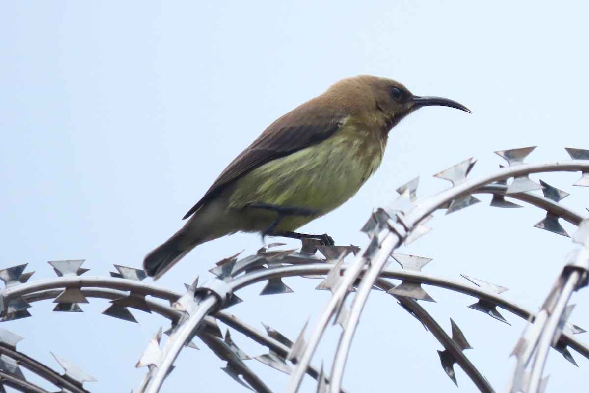 Carmelite Sunbird - ML621864790