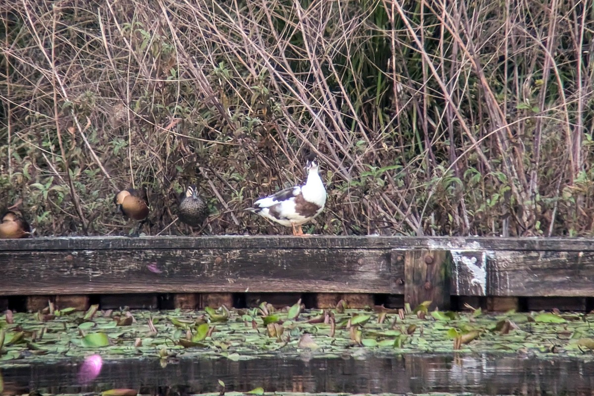 Muscovy Duck (Domestic type) - ML621864791