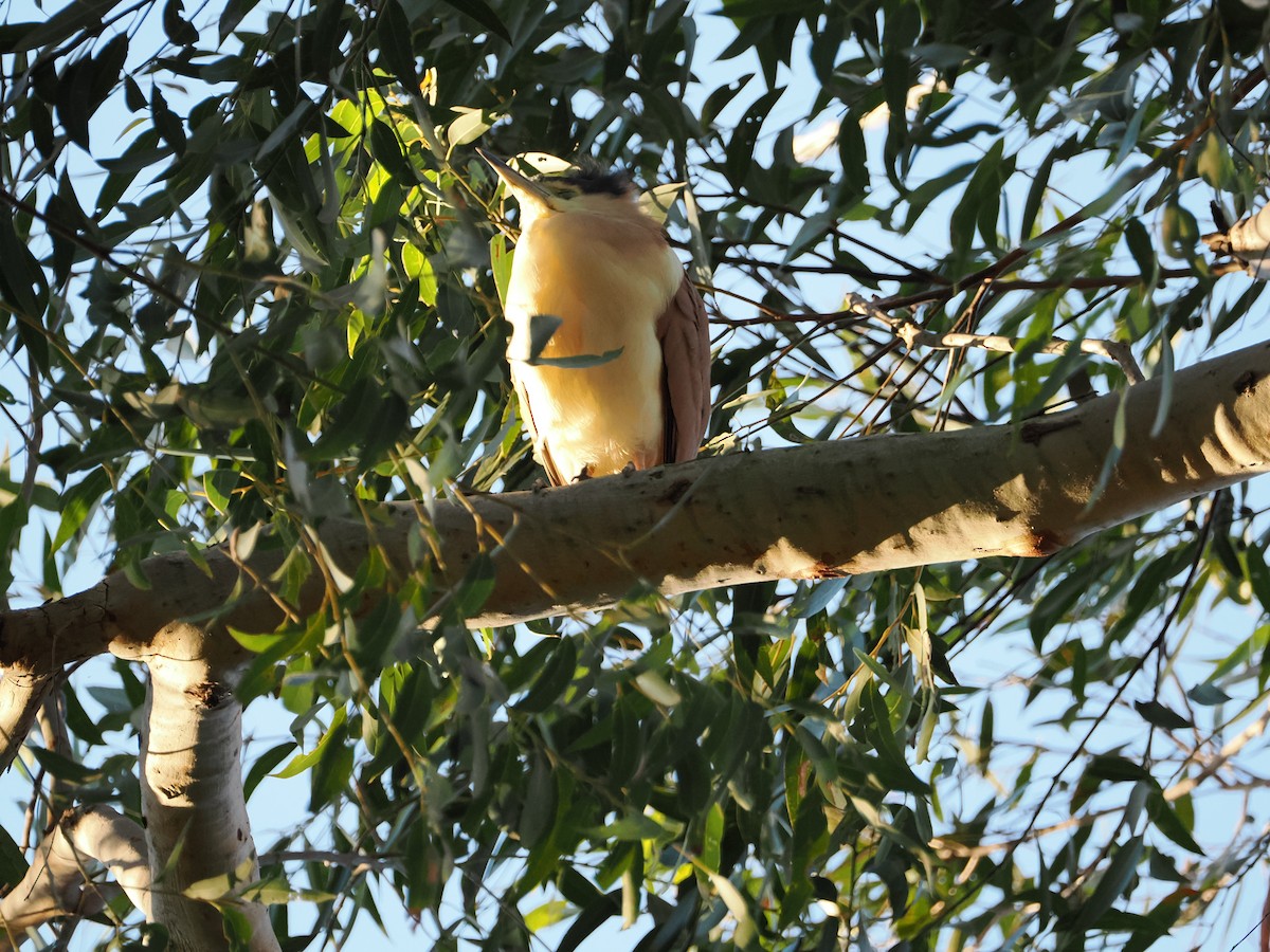 Nankeen Night Heron - ML621864815