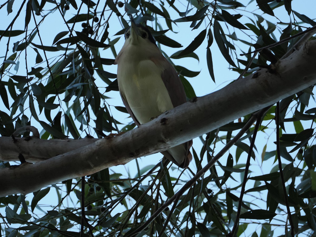 Nankeen Night Heron - ML621864822