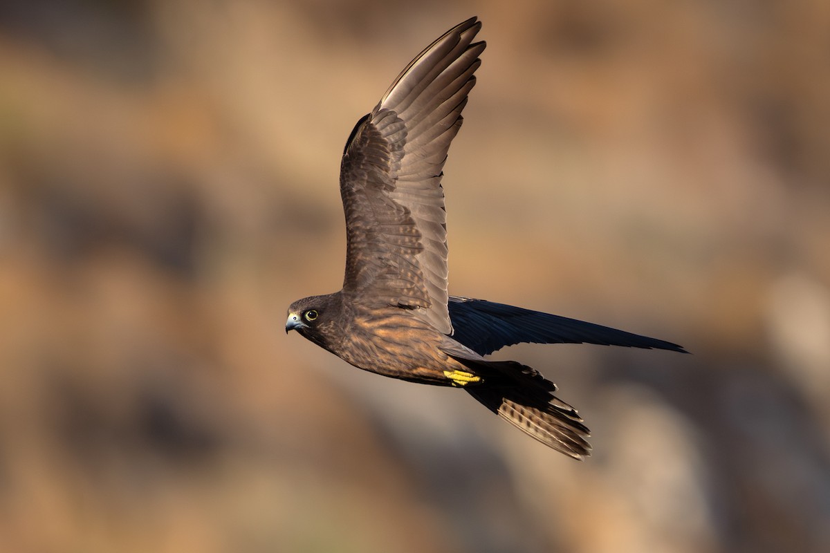 Eleonora's Falcon - ML621864830