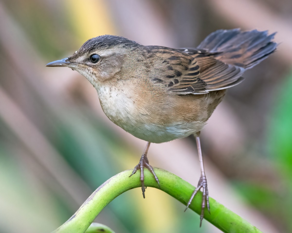 Pallas's Grasshopper Warbler - ML621864891