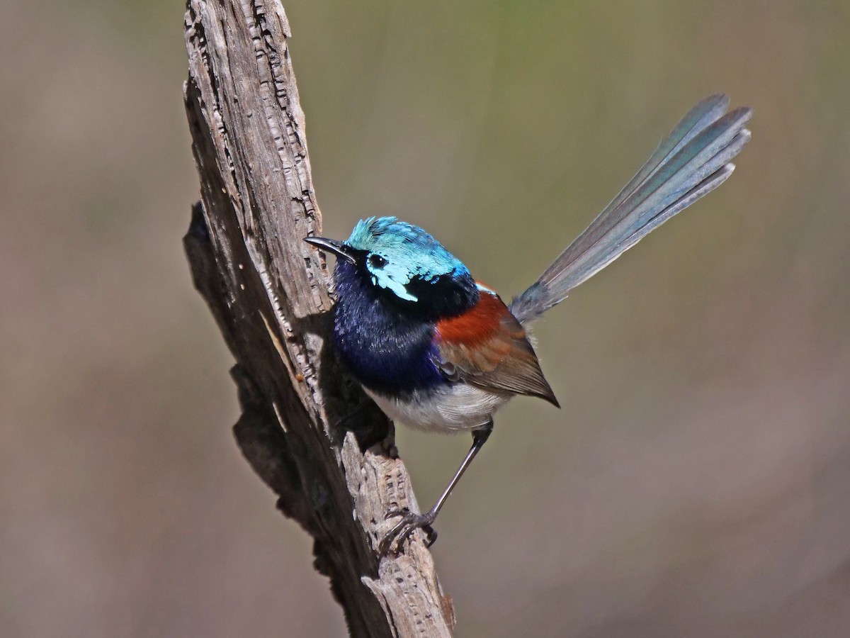 Red-winged Fairywren - ML621864951
