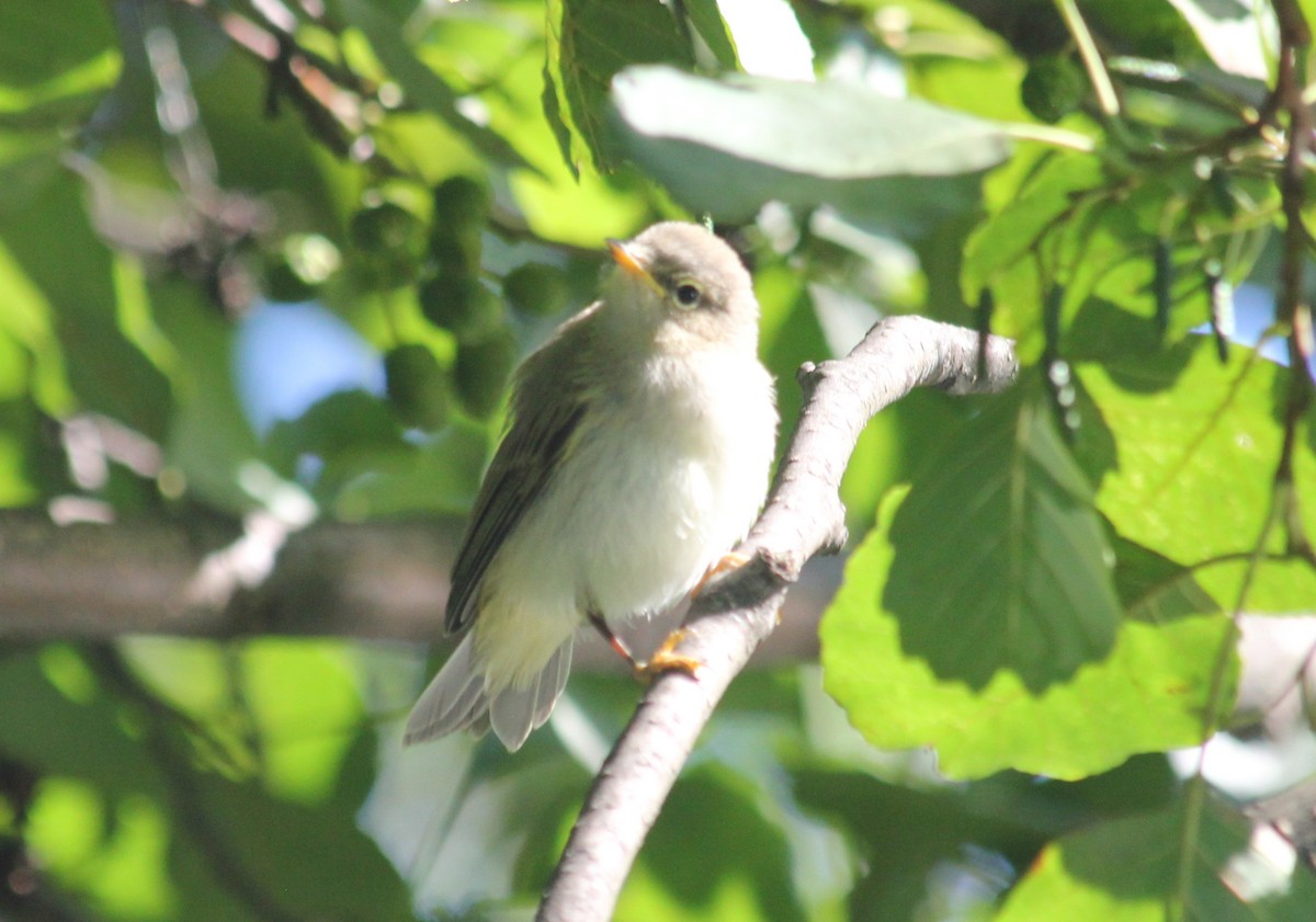 Willow Warbler - Vladislav Kurakhtenkov