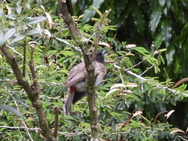 Bulbul à ventre rouge - ML621865070