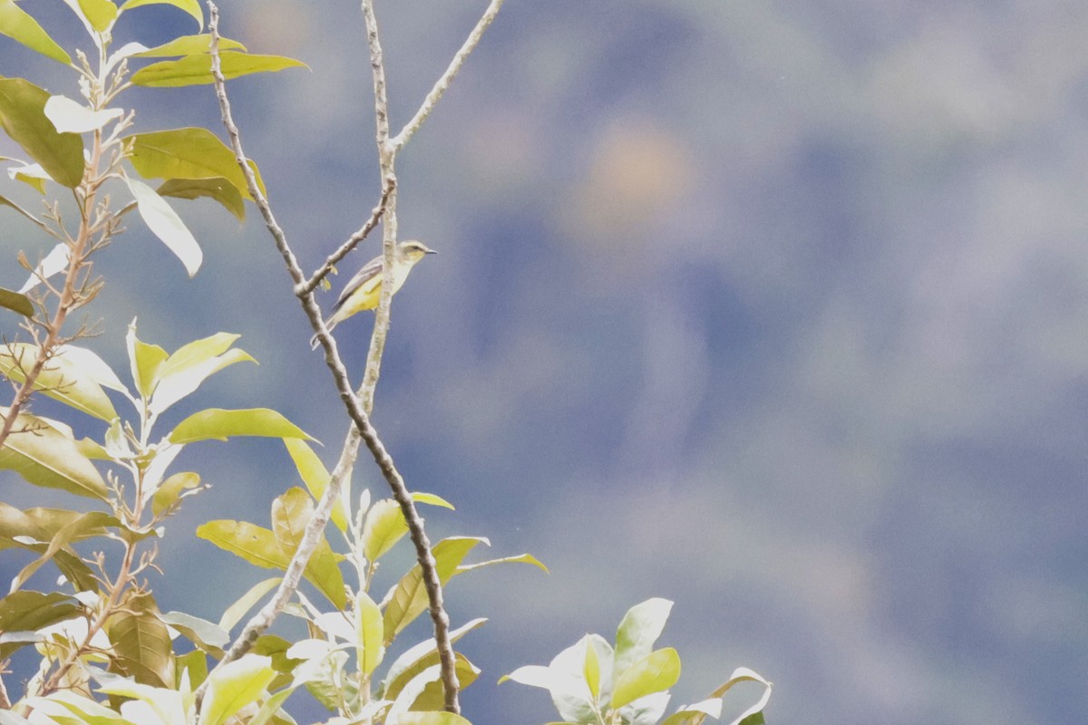 Yellow-browed Tyrant - ML621865083