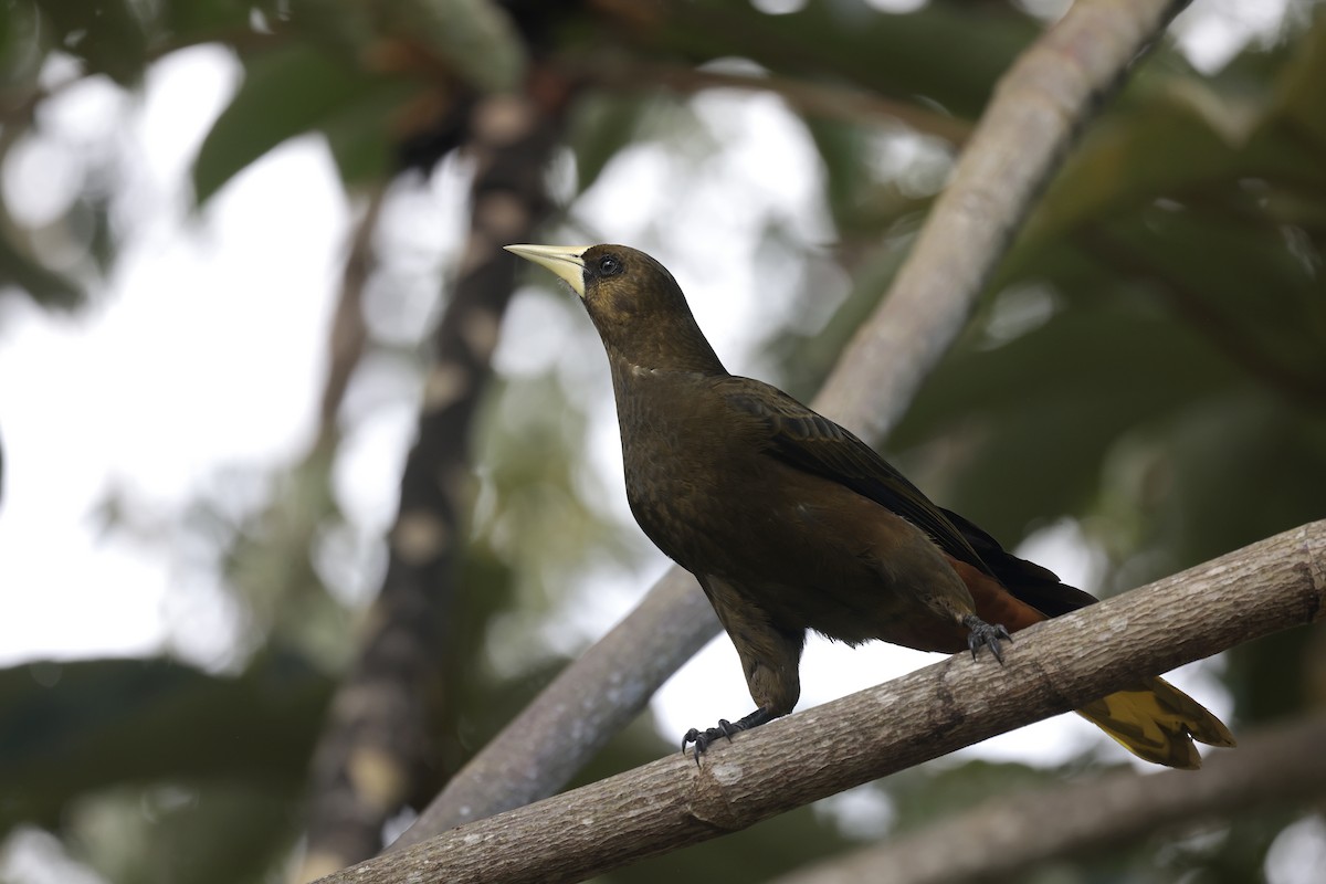 Dusky-green Oropendola - ML621865101