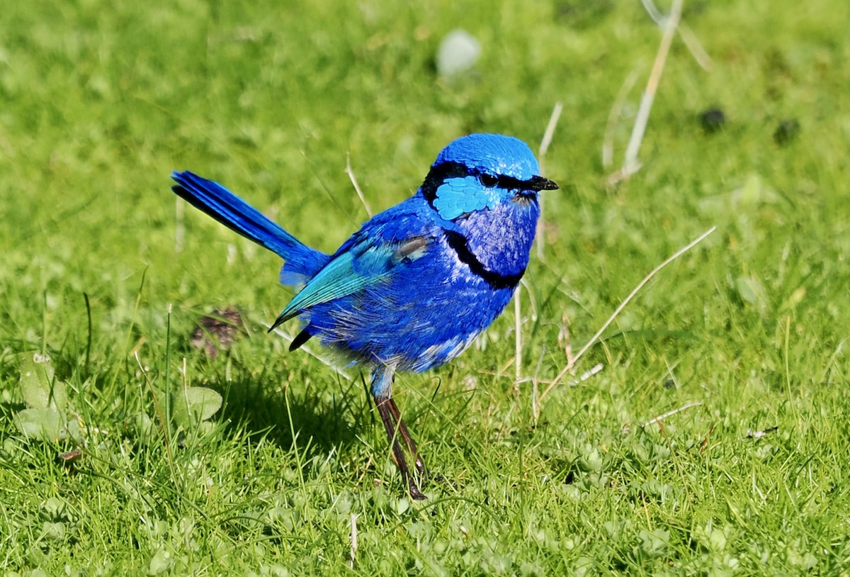 Splendid Fairywren - ML621865111