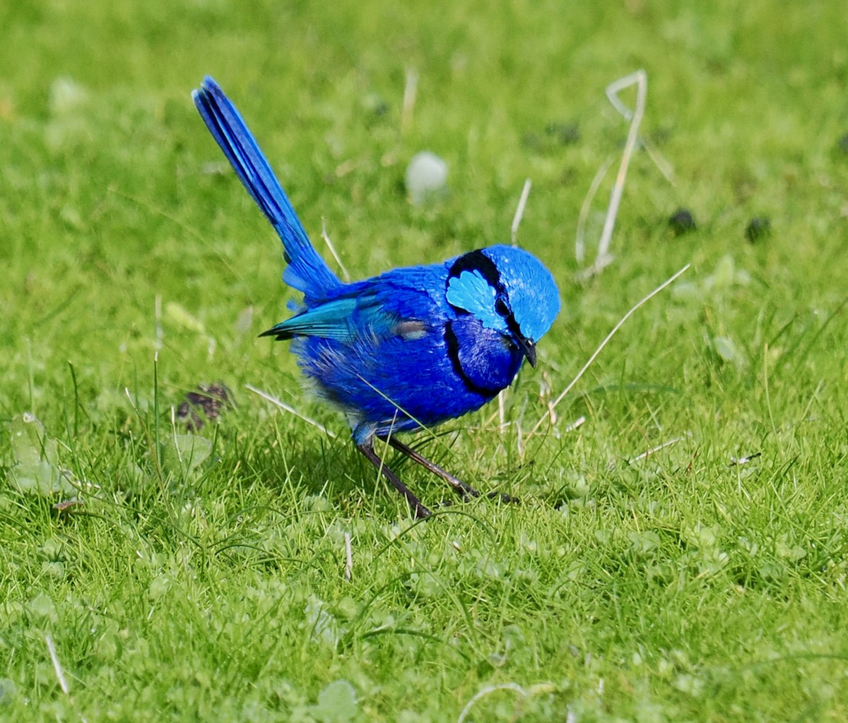 Splendid Fairywren - ML621865113