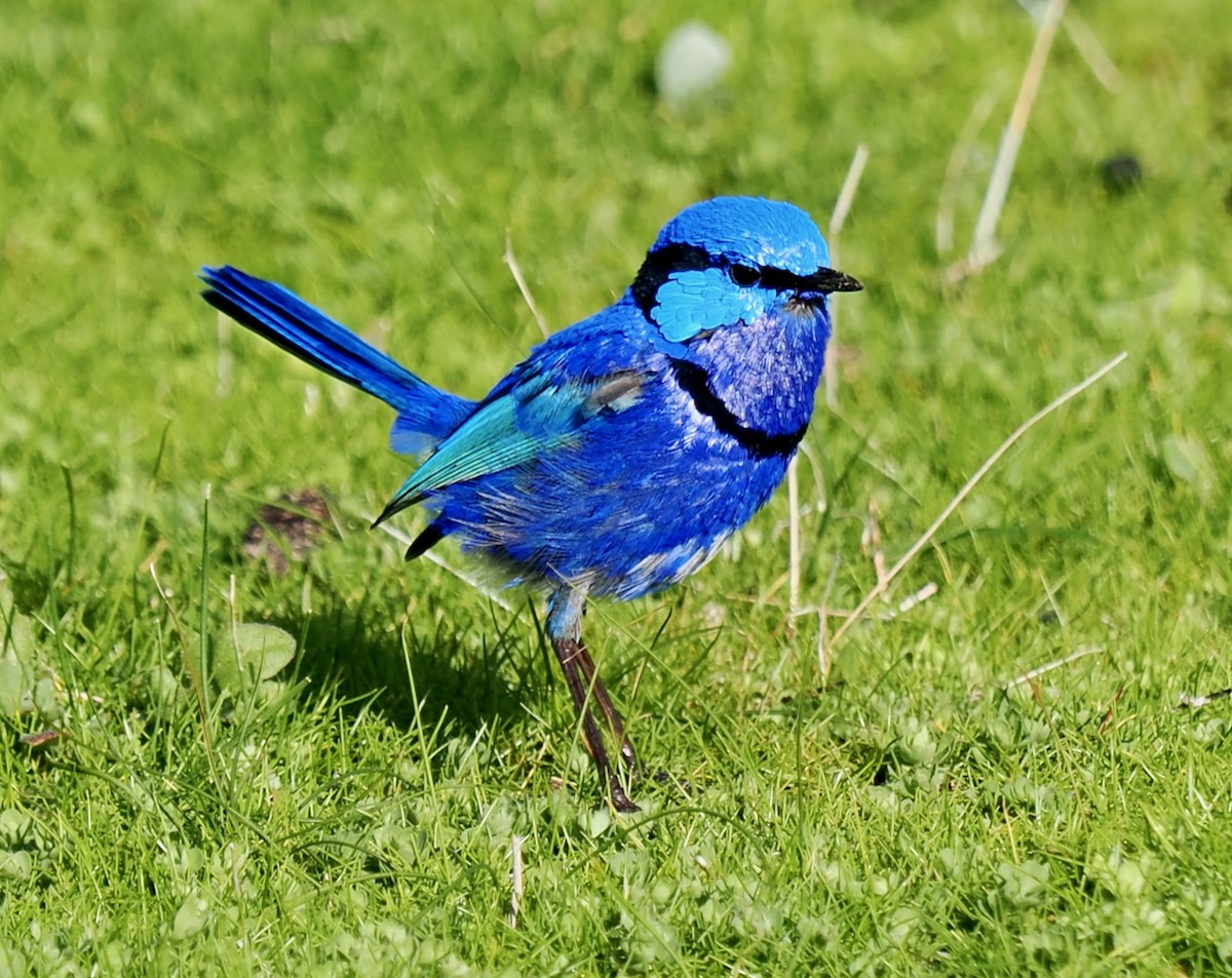 Splendid Fairywren - ML621865114