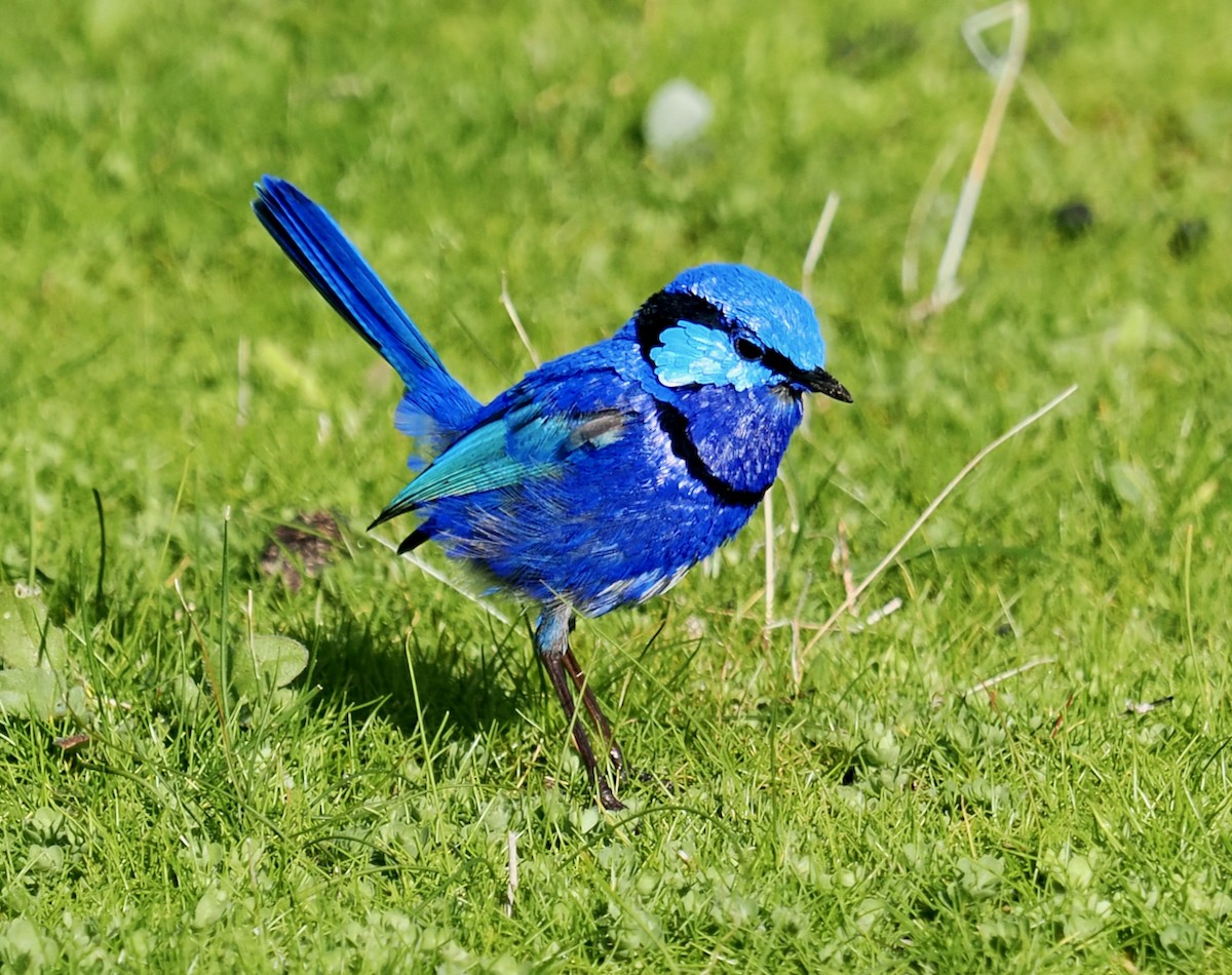 Splendid Fairywren - ML621865115