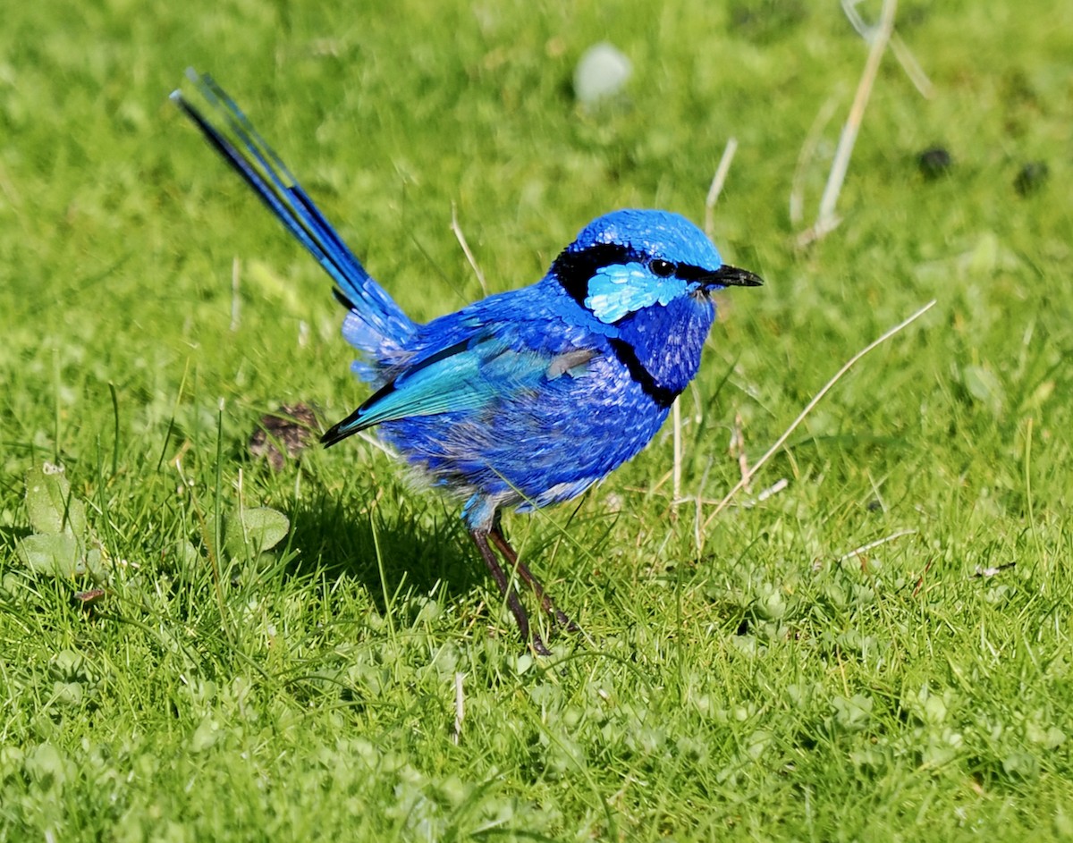 Splendid Fairywren - ML621865116