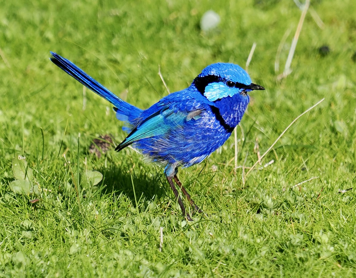 Splendid Fairywren - ML621865117