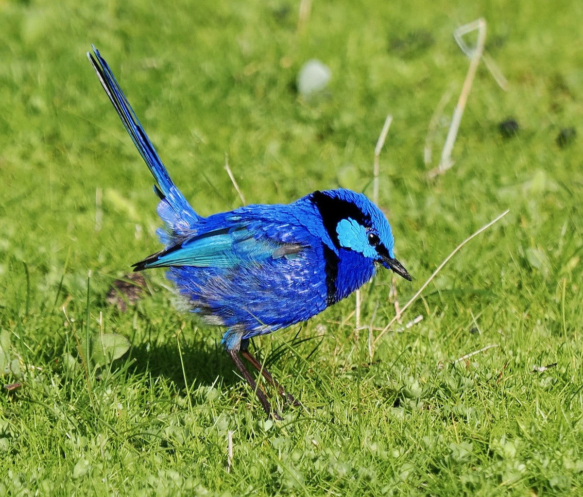 Splendid Fairywren - ML621865118