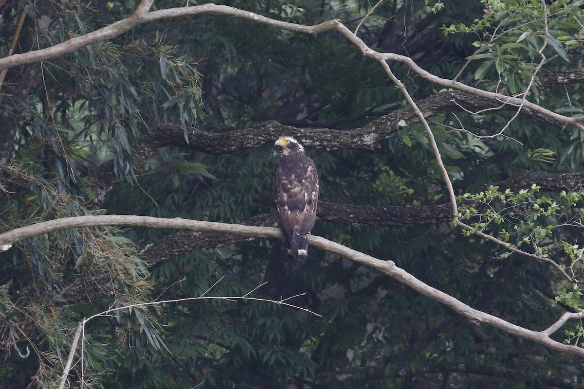 Crested Serpent-Eagle (Crested) - ML621865121