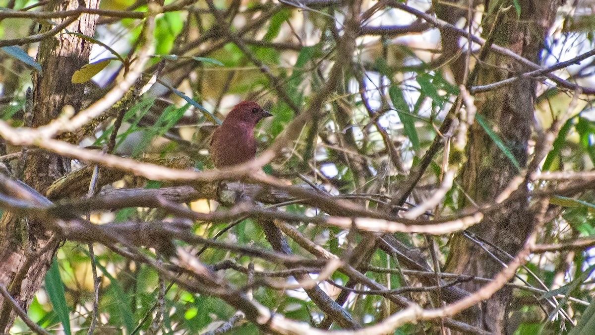 Blanford's Rosefinch - ML621865128