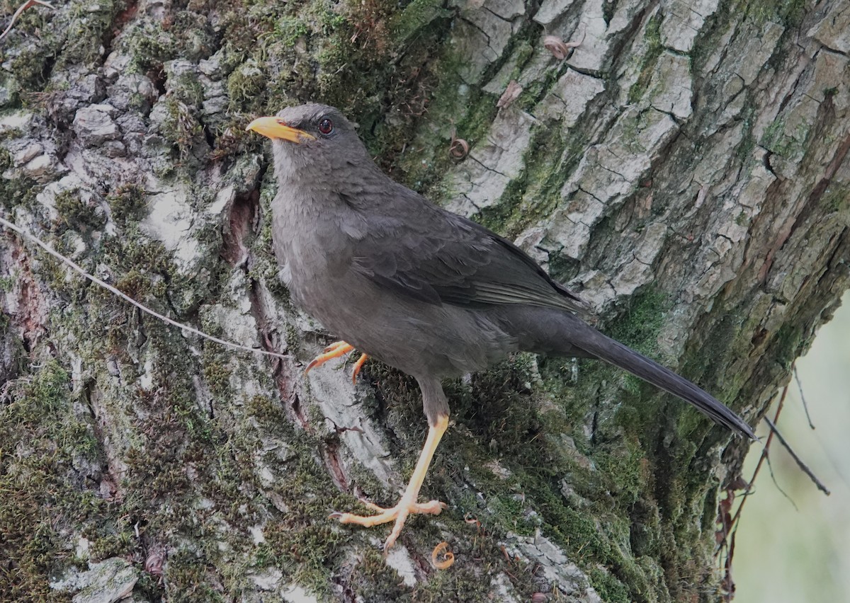 Great Thrush - ML621865135