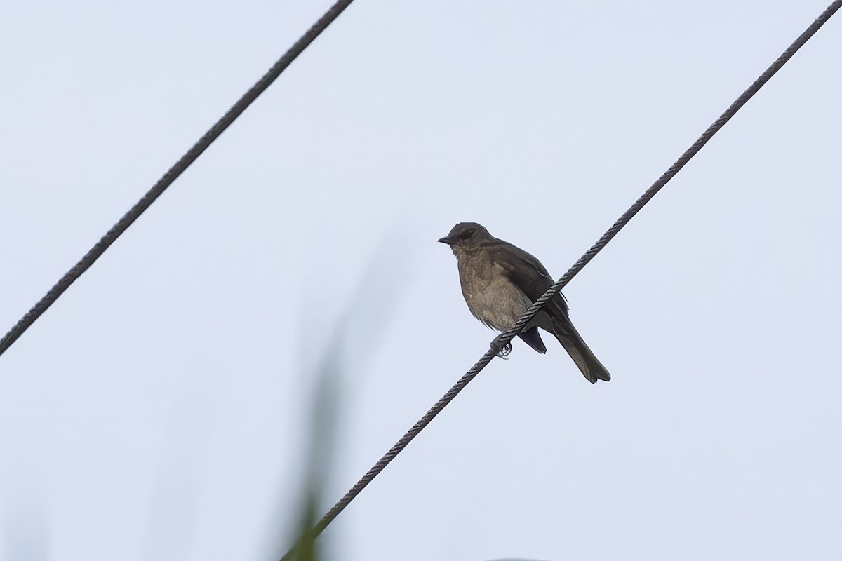 Black-billed Thrush - ML621865144