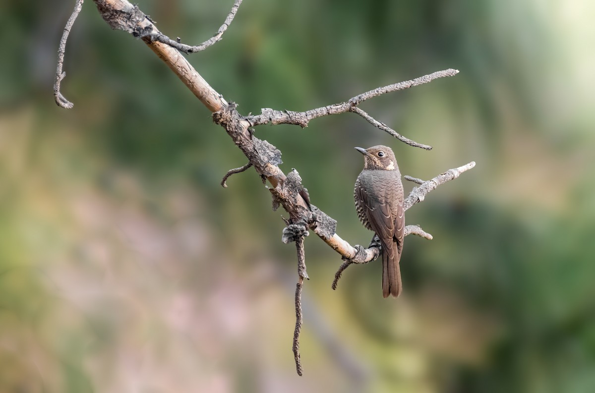 Chestnut-bellied Rock-Thrush - ML621865163