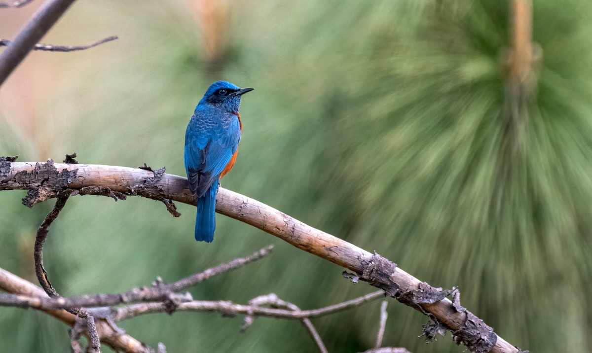 Chestnut-bellied Rock-Thrush - ML621865164