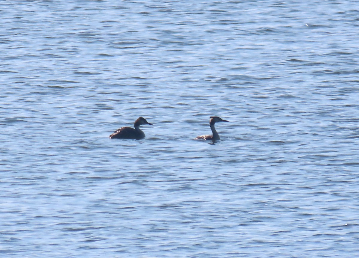 Great Crested Grebe - ML621865229